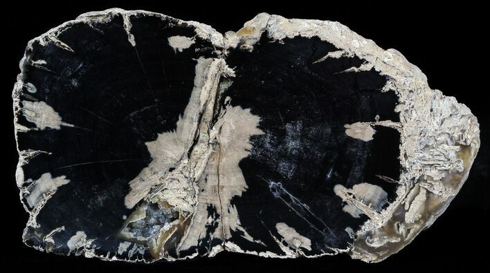 Blue Forest Petrified Wood Slab - Wyoming #54464